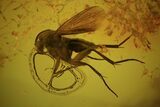 Two Fossil Flies (Diptera) In Baltic Amber #81654-1